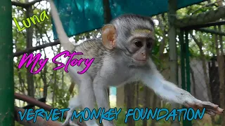 Follow baby orphan monkey Luna on her journey to the James enclosure