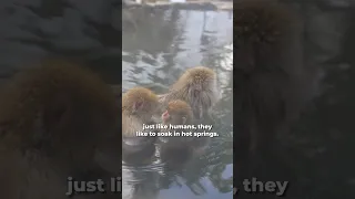 The Japanese Snow Monkeys