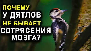 ПОЧЕМУ У ДЯТЛОВ НЕ БЫВАЕТ СОТРЯСЕНИЯ МОЗГА