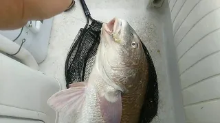 Port Aransas Jetties / Black Drum