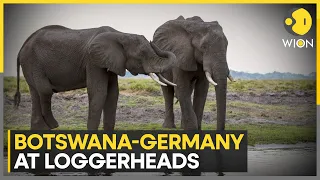 Botswana threatens to send 20,000 elephants to Germany in trophy hunting row | WION News