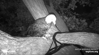 Decorah Eagles 8-16-20, 5:45 am Mom on the Y, N1