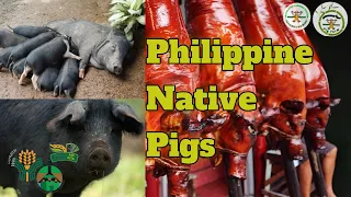 Potential income in raising native pigs | Baboy Damo | native pig farming Philippines | Happy Farmer