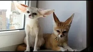 What does the domestic fennec fox do