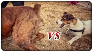 Jack Russell Terrier vs Boxer