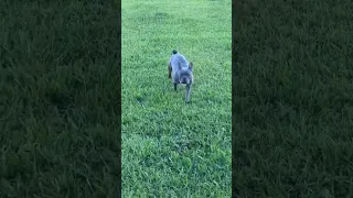 why is he running sideways? #trending #shorts #viral #frenchies#doglovers