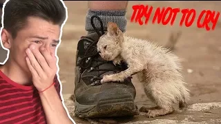 Уродливый кот #2 | ПОПРОБУЙ НЕ ЗАПЛАКАТЬ | TRY NOT TO CRY