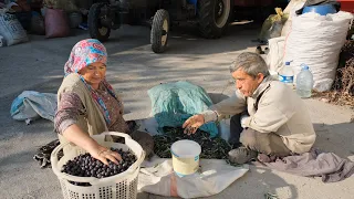 Zeytin Hasadı ve Zeytinyağı Üretimi - Belgesel