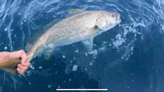 Live baiting offshore Gold Coast