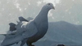 Battlefield 1 Pigeon 4K Gameplay - POETIC