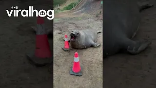Neil the Seal and His Beloved Traffic Cones || ViralHog