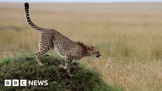 Cheetahs make a return to India after 70 years  – BBC News