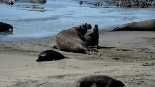 Elephant Seal Beach - San Simeon, California 4