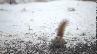 Slow motion squirrel fight