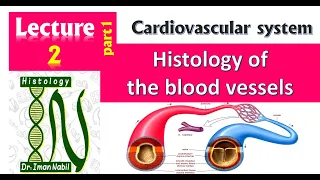 2a-Histology of general structure of blood vessels and large arteries-Cardiovascular system