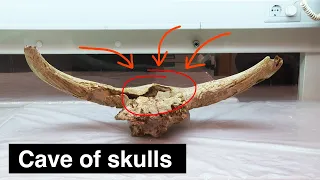 Is this a Neanderthal skull cult?