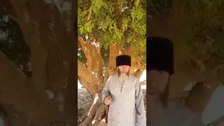 Муфтий ЧР Салах-Хаджи Межиев посетил дерево, в тени которого отдыхал наш Пророк Мухьаммад ﷺ, во врем