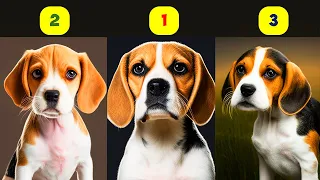 BEAGLE TYPES - 3 TYPES OF BEAGLES