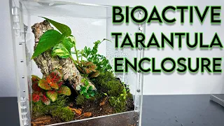 BIOACTIVE TERRARIUM BUILD for my TARANTULA | Caribena versicolor