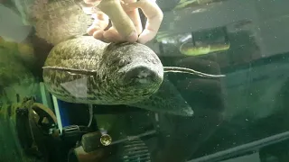 Play with my lungfish (Protopterus annectens)