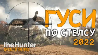 the hunter call of the wild - Быстрый ФАРМ денег - Как охотиться на Гусей 2022 - Итоги розыгрыша