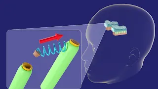 3D Physiology of Utricle and Saccule - Vestibular System - 3D Ear Embryology Part 3