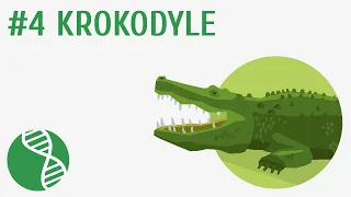 Krokodyle #4 [ Gady ]