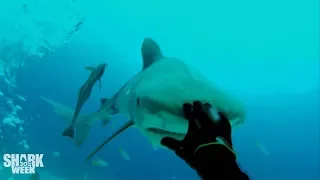 The Baddest Bumps | Shark Week's Most Intense Encounters