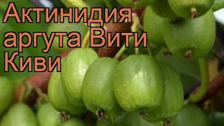 Актинидия аргута Вити Киви (actinidia arguta) 🌿 обзор: как сажать, саженцы актинидии Вити Киви