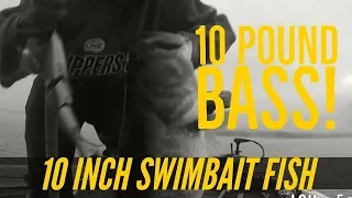 10 pound Bass Eats Triple Trout Swimbait Big Bass Dreams