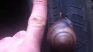 Frasers banded Snail and eggs