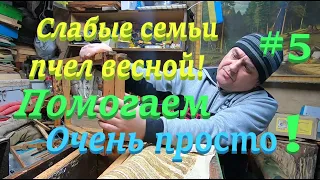 ✅ Слабые семьи, КАК СПАСТИ ПЧЕЛ весной! #ПЧЕЛОВОДСТВО5 начинающим с нуля!