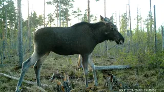 ЛОСЬ НА СОЛОНЦЕ. CОЛОНЕЦ. ФОТОЛОВУШКА НА СОЛОНЦЕ.