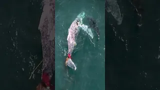 Brutal but fascinating - the moment a white shark realises drowning a humpback whale will work