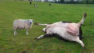 This Angry Sheep Killed a Cow