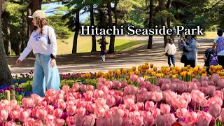 2024•HITACHI SEASIDE PARK【Magical Tulip garden】国営ひたち海浜公園•チューリップガーデン→ネモフィラ