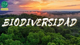 What is Biodiversity? What Is The Importance Of Biodiversity 🌍 The Vital Essence Of The Planet