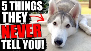 5 Things They NEVER Tell You About Siberian Huskies!!!