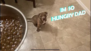 What it looks like feeding my Pitbull Puppy