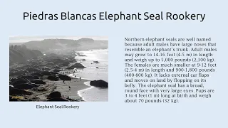 Piedras Blancas Elephant Seal Rookery