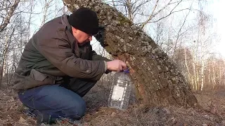 Человек в лесу собирает березовый сок
