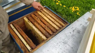Як правильно розширити бджолину сім'ю вощиною!