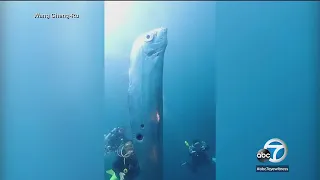 Divers discover giant oarfish off northern coast of Taiwan