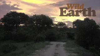 WildEarth - Sunrise - 17 December 2021