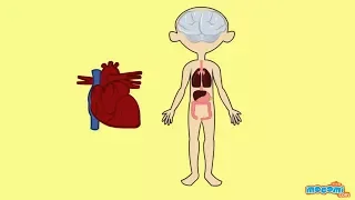 The Circulatory System - Human Body Parts | Science for Kids | Educational Videos by Mocomi