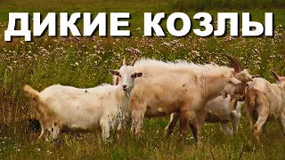 КОЗЛЫ портят  сено !