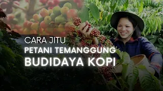 Temanggung, Penghasil Kopi Terbesar di Jawa Tengah