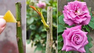 New method of grafting roses | How to graft roses very simply using potatoes