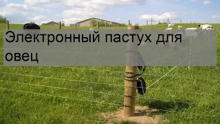 Электронный пастух для овец