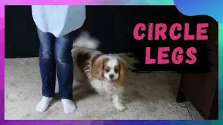 Teach a Dog to Circle Around Your Legs | Cavalier Training and Easy Tricks